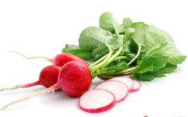 長春蘿蔔 長春蘿蔔