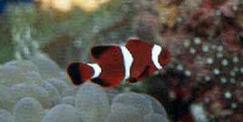 透紅小丑魚 透紅小丑魚