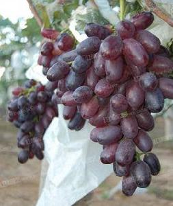 紫皇無核葡萄 紫皇無核葡萄