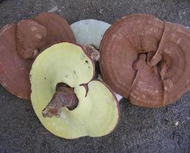 長白山靈芝 長白山靈芝