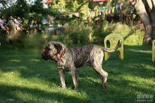 西班牙加納利犬