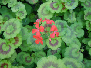 馬蹄紋天竺葵 馬蹄紋天竺葵
