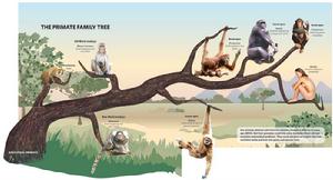 靈長類動物家族譜系圖