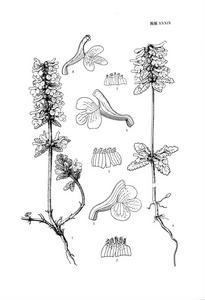 三角齒馬先蒿三角齒亞種狹裂變種