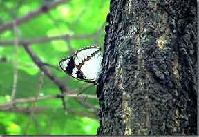 白斑迷蛺蝶 白斑迷蛺蝶