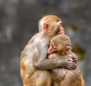 依偎[漢語詞語]