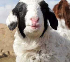 二十八根肋骨羊 二十八根肋骨羊