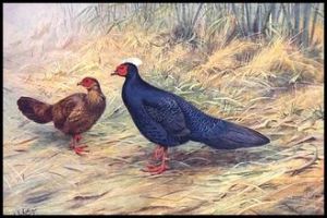 愛德華氏鷳 愛德華氏鷳