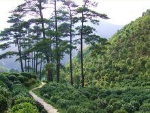 騎龍村[四川省雅安市名山區雙河鄉騎龍村]