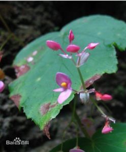 鳳山秋海棠 鳳山秋海棠
