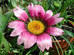 （圖）野生三色堇