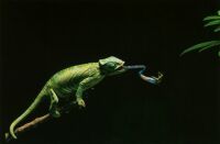 變色晰蜴 變色晰蜴