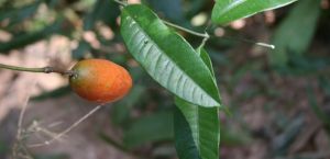 薄葉山柑 薄葉山柑