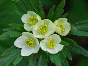 直果銀蓮花 直果銀蓮花