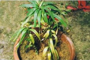 百合莖腐病 百合莖腐病