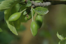 5月西梅幼果照片