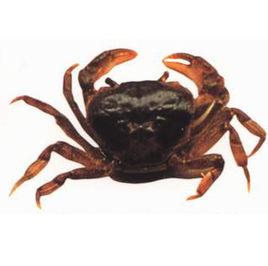 鋸齒華溪蟹 鋸齒華溪蟹