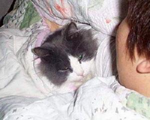 養啥好 貓狗實力大比拼 養啥好 貓狗實力大比拼