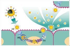 神經氨酸酶抑制劑 神經氨酸酶抑制劑