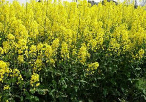 寧油16號 寧油16號