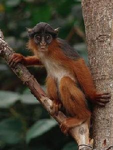 西方紅疣猴 西方紅疣猴