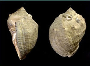 蟾蜍荔枝螺 蟾蜍荔枝螺