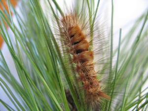 雲南松毛蟲 雲南松毛蟲