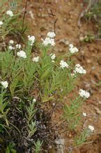 長葉二色香青 長葉二色香青