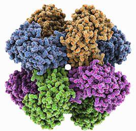 鉀離子通道 鉀離子通道