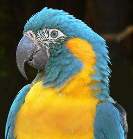 藍喉金剛鸚鵡 藍喉金剛鸚鵡