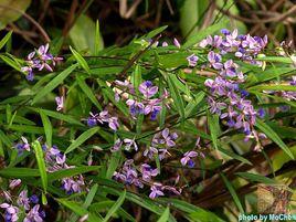 華南遠志 華南遠志