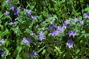 田基麻科 田基麻科