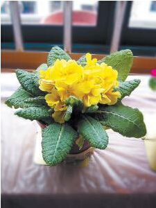 南川過路黃 南川過路黃