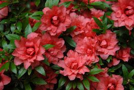 皋月杜鵑 皋月杜鵑