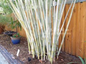 西藏牡竹 西藏牡竹