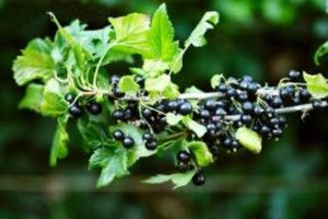 茶藨子亞屬 茶藨子亞屬