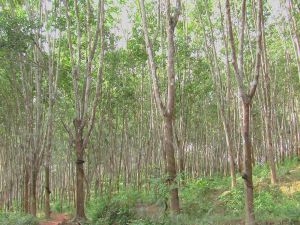 曼濃些自然村 曼濃些自然村