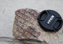 斜方薄皮木[植物]