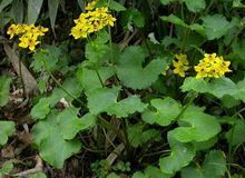 長柱驢蹄草（變種）