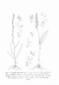 纖莖闊蕊蘭 纖莖闊蕊蘭