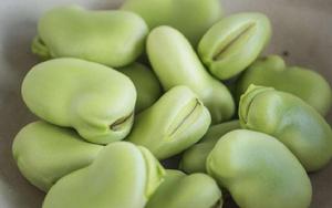 湟中蠶豆 湟中蠶豆