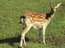 長白山梅花鹿-5