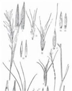 多變鵝觀草 多變鵝觀草