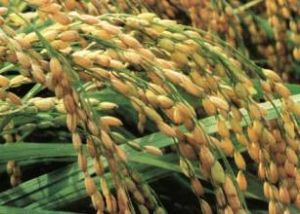 克豐13號 克豐13號