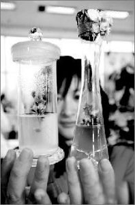 試管鮮花 試管鮮花