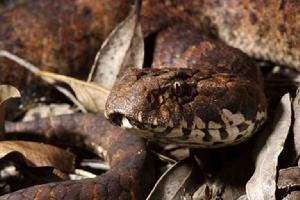 澳大利亞褐蛇 澳大利亞褐蛇