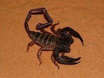 扁石蠍 扁石蠍