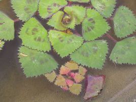 菱葉元寶草 菱葉元寶草