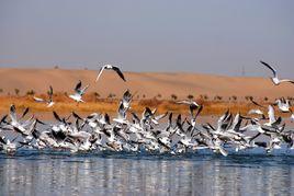 金塔縣鴛鴦池水利風景區 金塔縣鴛鴦池水利風景區