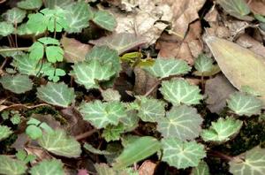 長圓葉虎耳草 長圓葉虎耳草